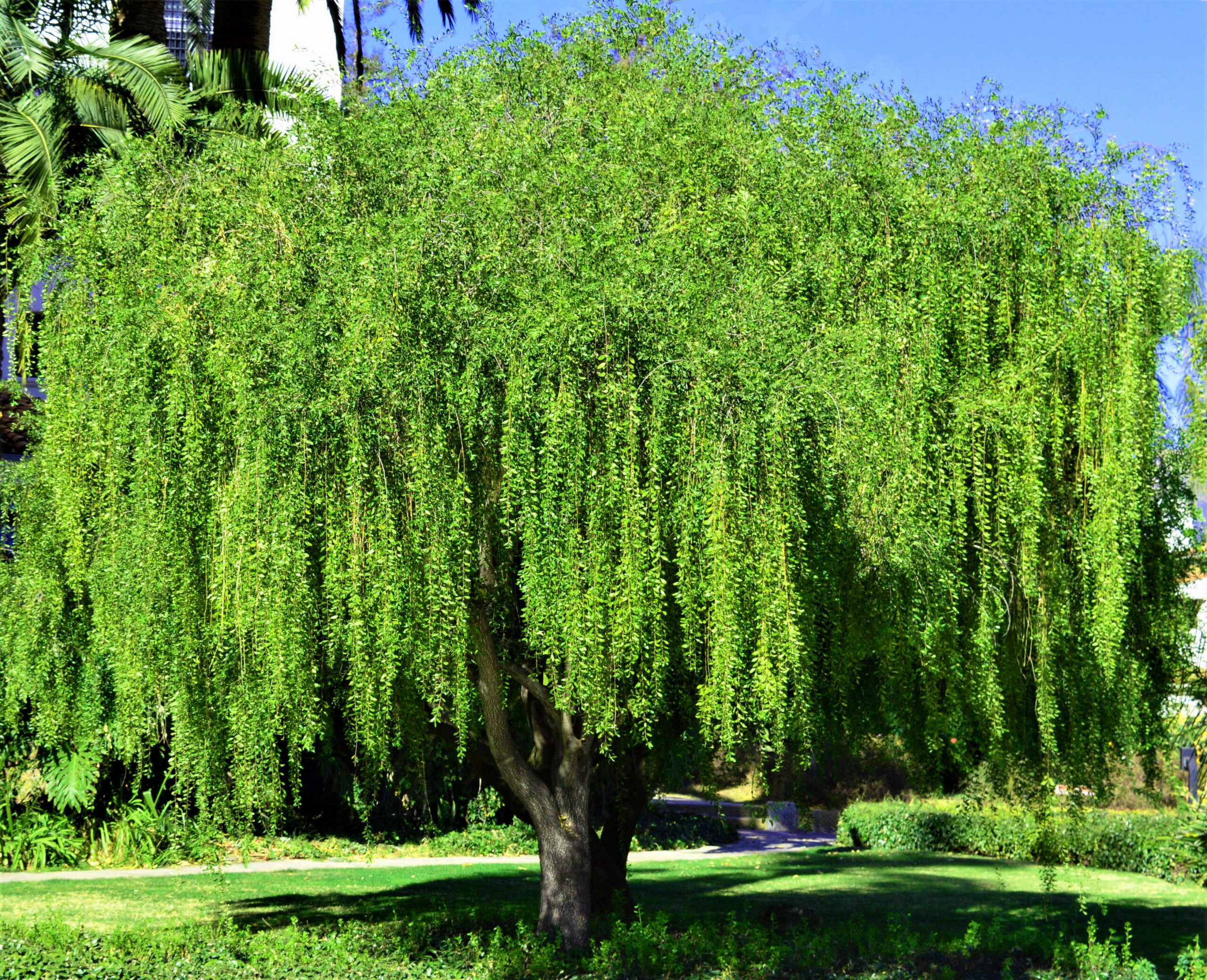 A mature maitén tree with a generous canopy